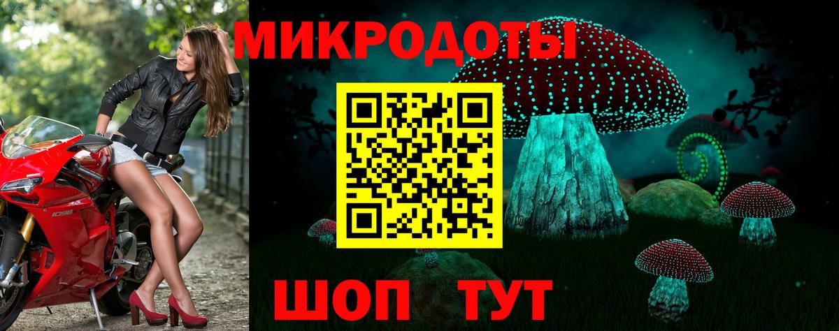 Псилоцибиновые грибы Psilocybe Донской